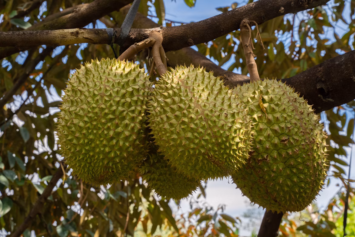 Durian growing in Di Linh