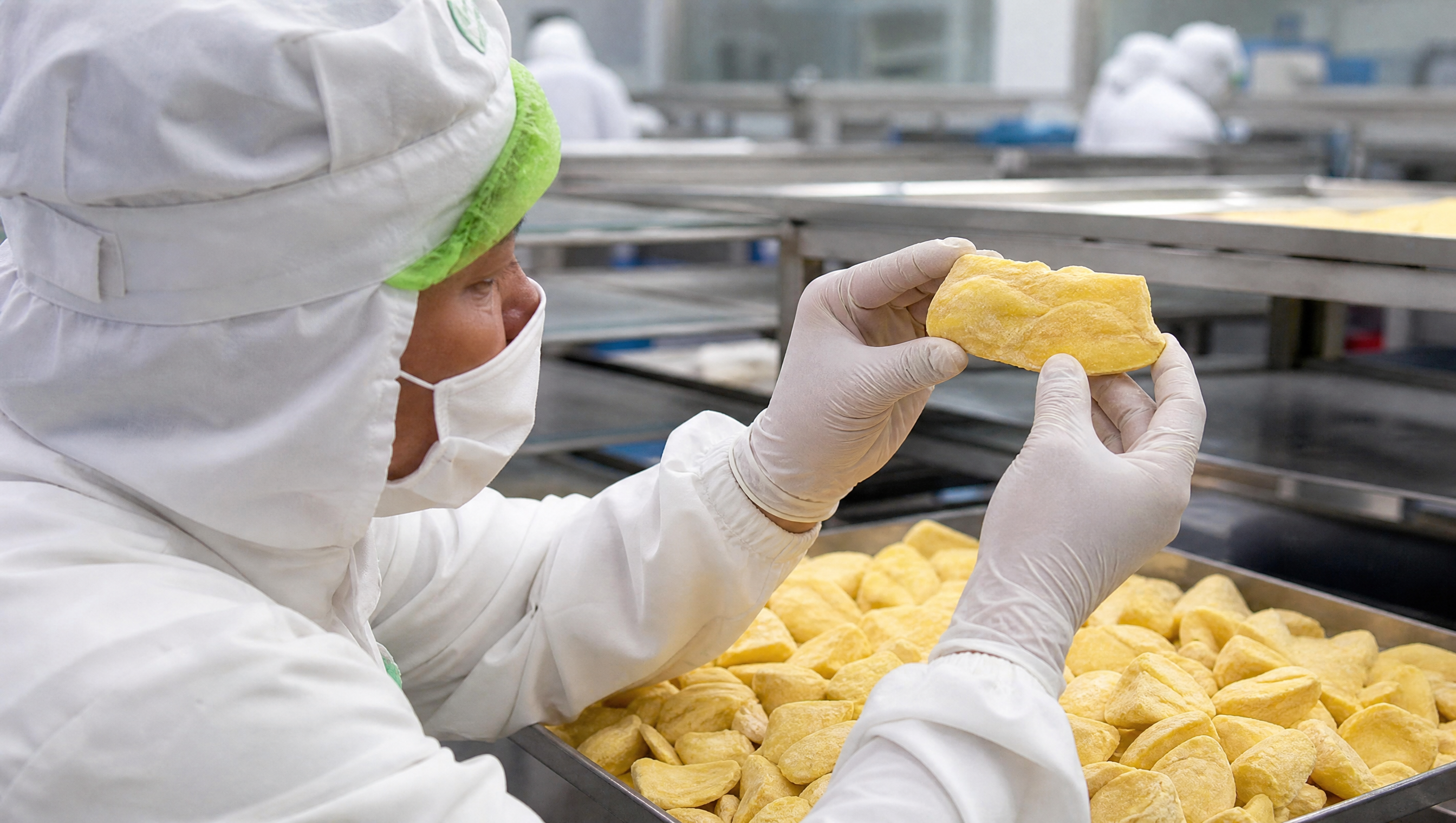 Team member inspecting freeze-dried durian by hand